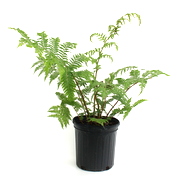 8" Fern Australian Tree